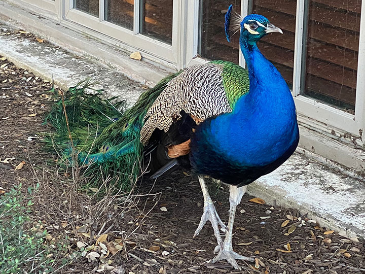 A peacock roaming the grounds of Westwood Country Club.